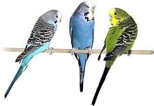 Skip to main search results. Keeping Budgies As Pets cage birds pet care trust although ...