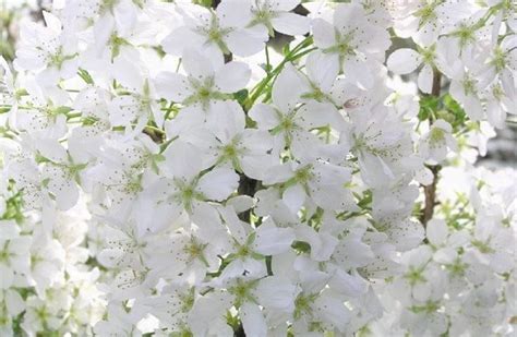 1x 3 4ft Mini Dwarf Prunus Brilliant White Tree Flowering Cherry Tree