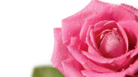 Download Wallpaper 1920x1080 Rose Flower Petals Drops Bud Pink