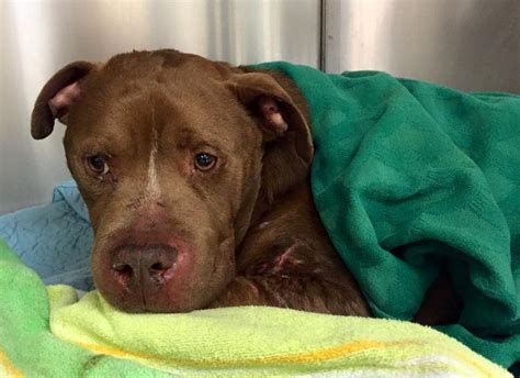 Badly Injured Pit Bull Rescued From Fighting Gets Warm Bath For The