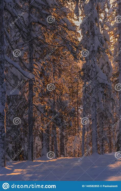 The Winter In Lapland Norrbotten North Of Sweden Frozen Trees With