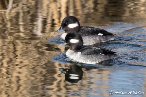 Pair Of Female Bufflehead Ducks Scudder Pond Whatcom Fall Flickr