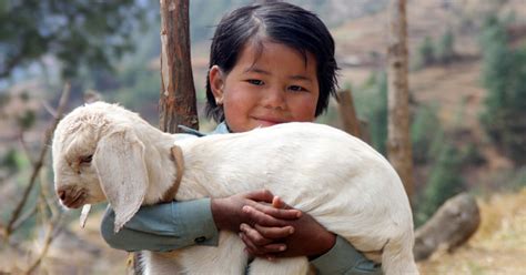 Rüyada Kuzu Sevmek Ne Anlama Gelir? - Diyadinnet Rüya Tabirleri