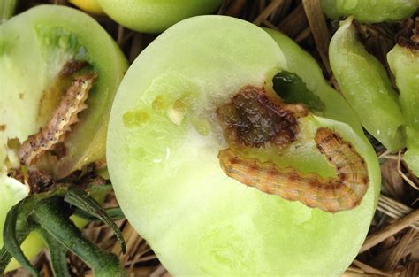 Save your tomatoes | easy way to find tomato worms. Tomato Fruitworm and Variegated Climbing Cutworm | Wayne ...