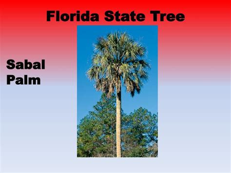 Ppt Florida State Symbols Powerpoint Presentation Id2049483