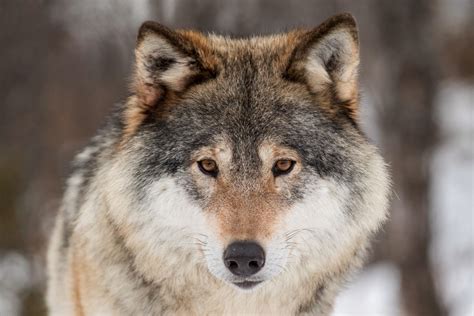 Stor uenighet om felling av 30 ulv
