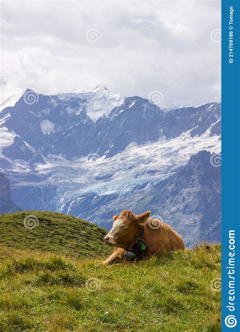 The Grindewald Valley And Mountain Pastures In Switzerland Stock Photo