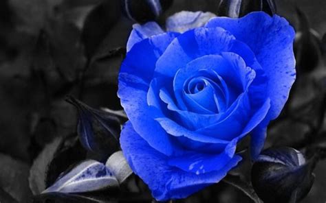 蓝玫瑰的花语是什么？蓝玫瑰的寓意和象征 花卉百科 中国花木网