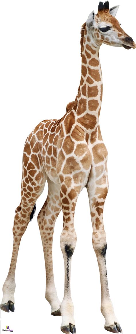 Giraffe Calf 529 Lifesize Cutout Lifesizecutouts