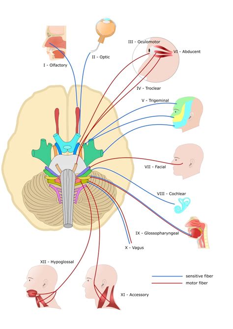 Neuroanatomy Cranial Nerve Statpearls Ncbi Bookshelf
