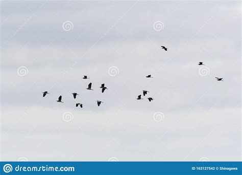 Silhouettes Of A Group Flying Grey Herons Stock Photo Image Of Grey