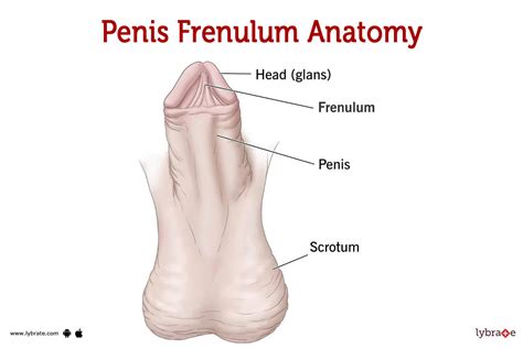 Penis Frenulum Human Anatomy Image Functions Diseases And Treatments