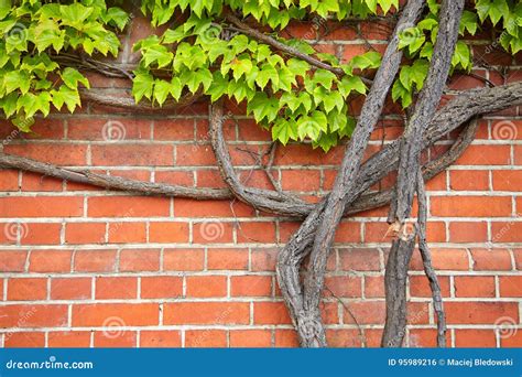 Vine Growing On An Old Brick Wall Stock Photo Image Of Architecture