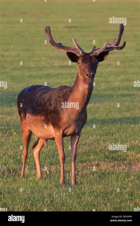 Male Fallow Deer At The Phoenix Park In Dublin Ireland Stock Photo Alamy