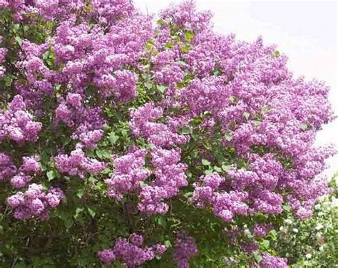 Japanese Lilac Tree Syringa Reticulata 1 Gallon Potted Etsy Flowering Shrubs Plants Lilac
