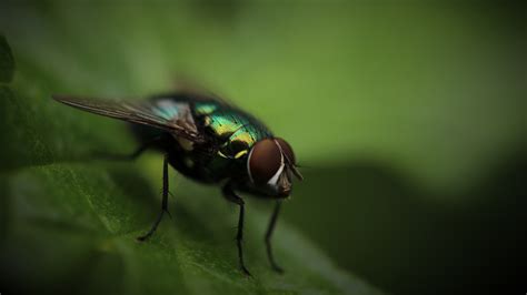 Wallpaper Green Wildlife Fly Eye Fauna Pest Hornet Close Up