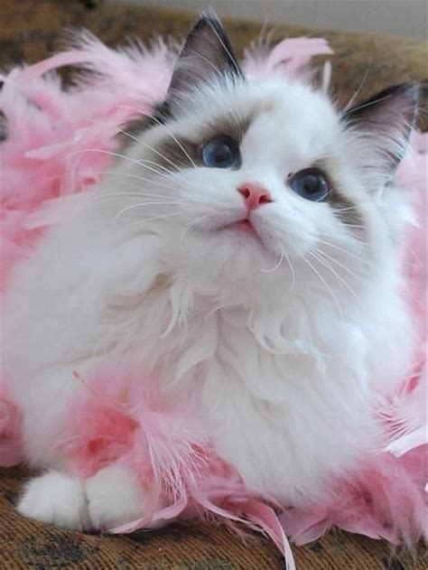 Pink Fluffy Ragdoll Cat Pretty Cats Cute Cats Kittens Cutest