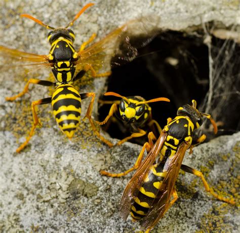 Unlike honey bees who appear to have a furry texture, yellow jackets have shiny smooth skin. Yellow Jacket Nests and Problems | Pest Control NYC | LI