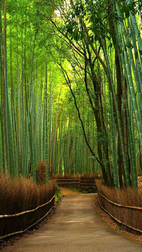 Hutan Bambu wallpaper - backiee