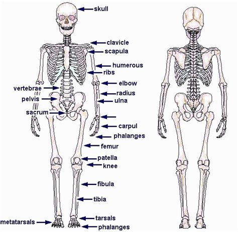 These bones are arranged into two major divisions: Skeleton Labeled - Top Label Maker