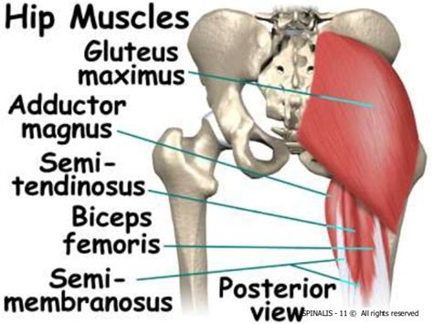 All of your back muscles. Hip joint anatomy