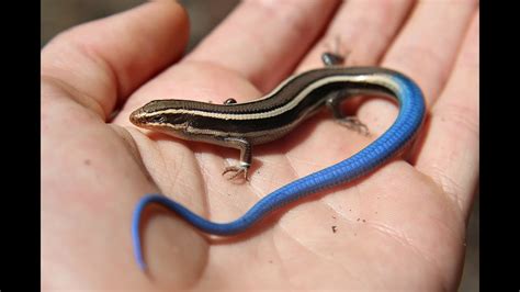 Juvenile Blue Tailed Western Skink Reptiles Of Bc