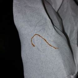 To remove horsehair worms from the toilet, flush the toilet or put on rubber gloves and remove the worms by hand. Thin Orange Worm on Toilet Paper - All About Worms