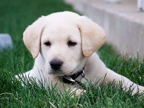 The best akc white, yellow, cream, and black lab puppies for sale in southern ca! 30 Beautiful Yellow Lab Puppies For Sale Near Me | Puppy ...
