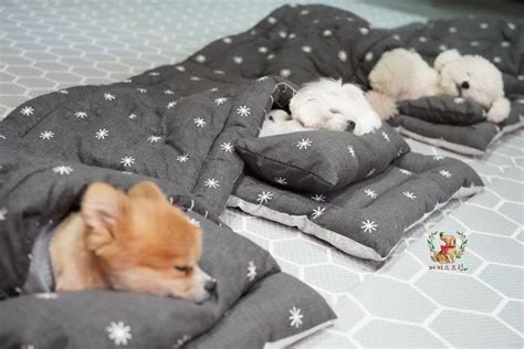 Temukan pembahasan yang paling cocok menerangkan tentang mimpi. TK Khusus Anak Anjing Ini Bikin Gemes, Tidur Siangnya Lucu ...