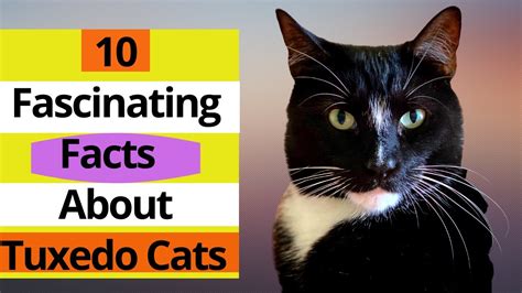 tuxedo cat 101 10 fascinating facts about tuxedo cats 10 is honorable youtube