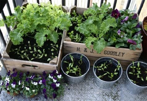 Planting a balcony garden or indoor garden is easier than you'd think. Portable Farming: Growing Vegetables on Your Balcony