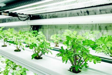 Hydroponic Shipping Container Farms Gardens And Greenhouses Pure Greens