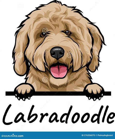 Labradoodle Mix Dog Vector Isolated Illustration On White Background