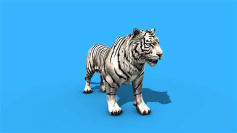 White Tiger Roar 3d Model Animated Pixelboom