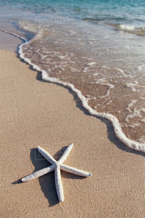 Starfish On The Beach With Wave Washing Ashorehonolulu Oahu Hawaii