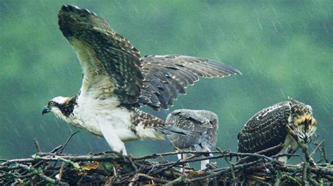 Season Of The Osprey Osprey Chicks Learn To Fly Nature Pbs