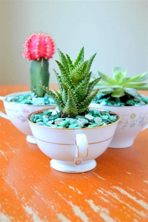 15 Créatives Et Uniques Mini Cactus Jardins Teacup Gardens Teacup