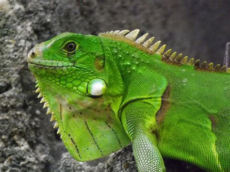 Iguana Verde Paraiguanasshop Tipos De Iguanas