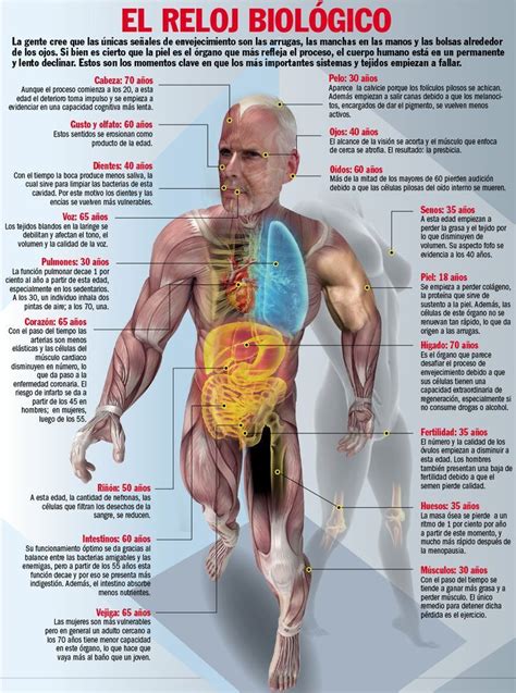 Todas Las Partes Del Cuerpo Humano Y Sus Organos