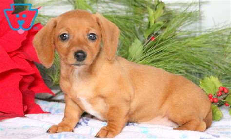 Happy Dachshund Miniature Puppy For Sale Keystone Puppies