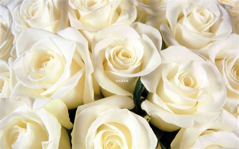 10 Manfaat Dan Khasiat Bunga Mawar Putih Untuk Kesehatan