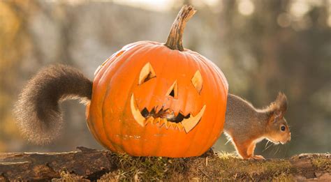 Spook Up Your Home This Halloween Squirrel Mortgages