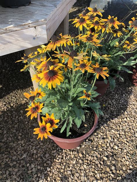 Order online tickets tickets see availability directions {{::location.tagline.value.text}}. Echibeckia - King Nursery | Lubbock, TX