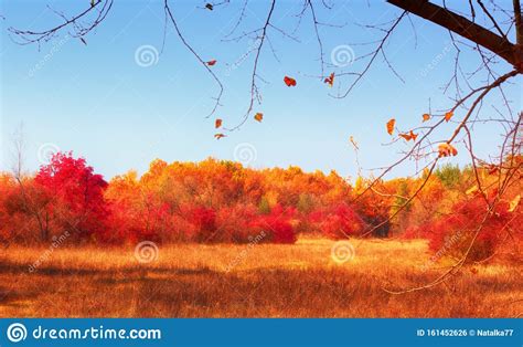 Colorful Autumn Landscape Trees And Grass Nature Stock Photo Image