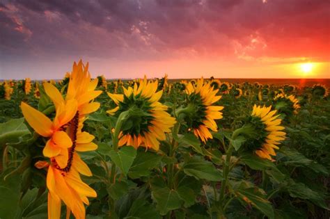 Sunflowers At Sunrise At Brown Co Ks Landscape Kansas Photo Projects