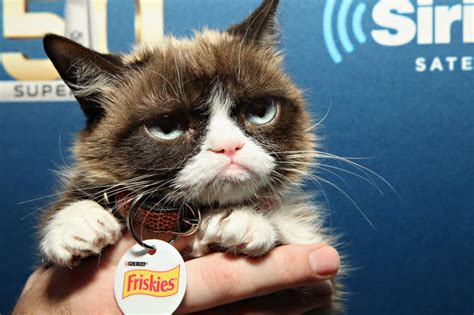 Grumpy Cat La Chatte Star Dinternet Est Décédée