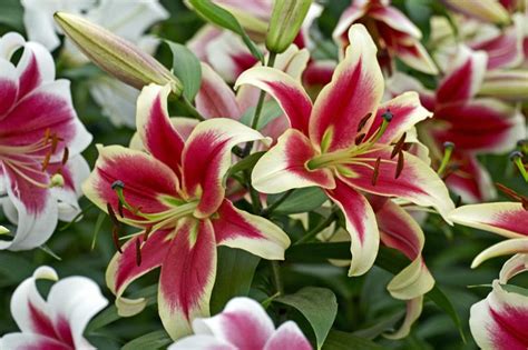 Lilium Candy Club Orienpet Lily