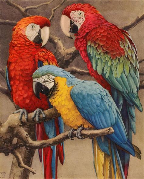 Parrot Painting On Old Postcard Parrots Pinterest Bird Paintings