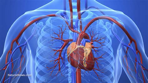 508 papers were identified of which 146 papers were selected and reviewed on the basis … Stop heart disease - Cholesterol and calcium myths ...