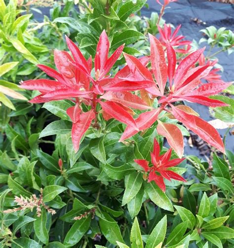 pieris japonica andrómeda planta resistentes para macetas o jardín online